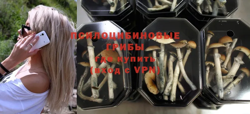 Галлюциногенные грибы Psilocybine cubensis  где продают   Киреевск 